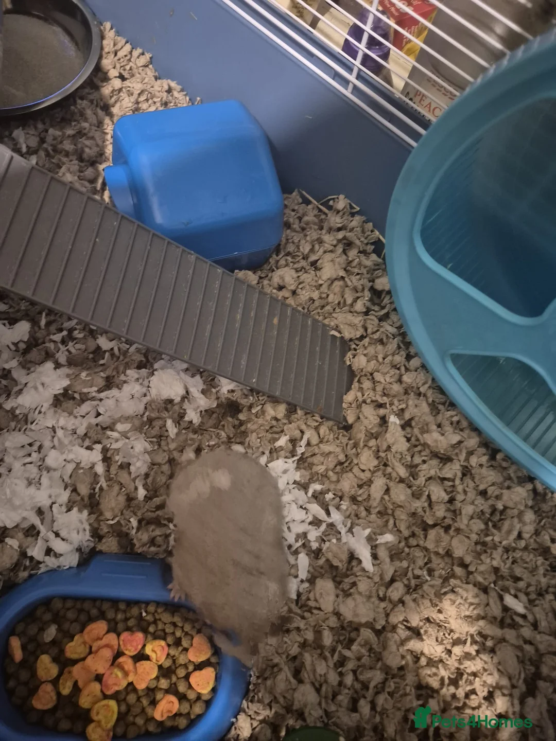 Hamster rodents for sale: Adorable Syrian Hamster Looking for a New Home! in Grimsby - Advert 2