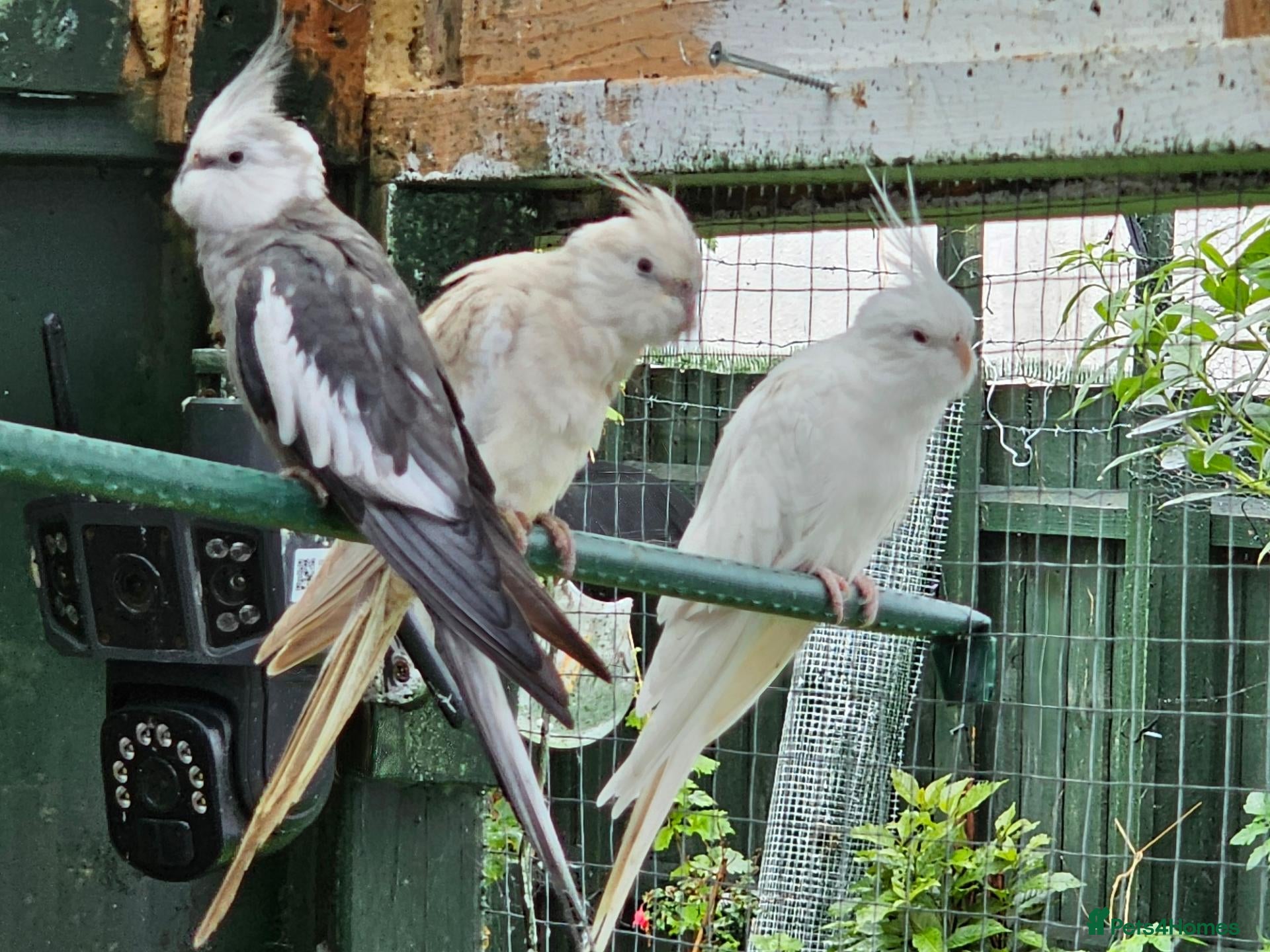 Budgerigars birds  Budgies, - Advert 21