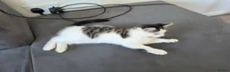 Mixed Breed cats for sale: 1 male kitten - Advert 10