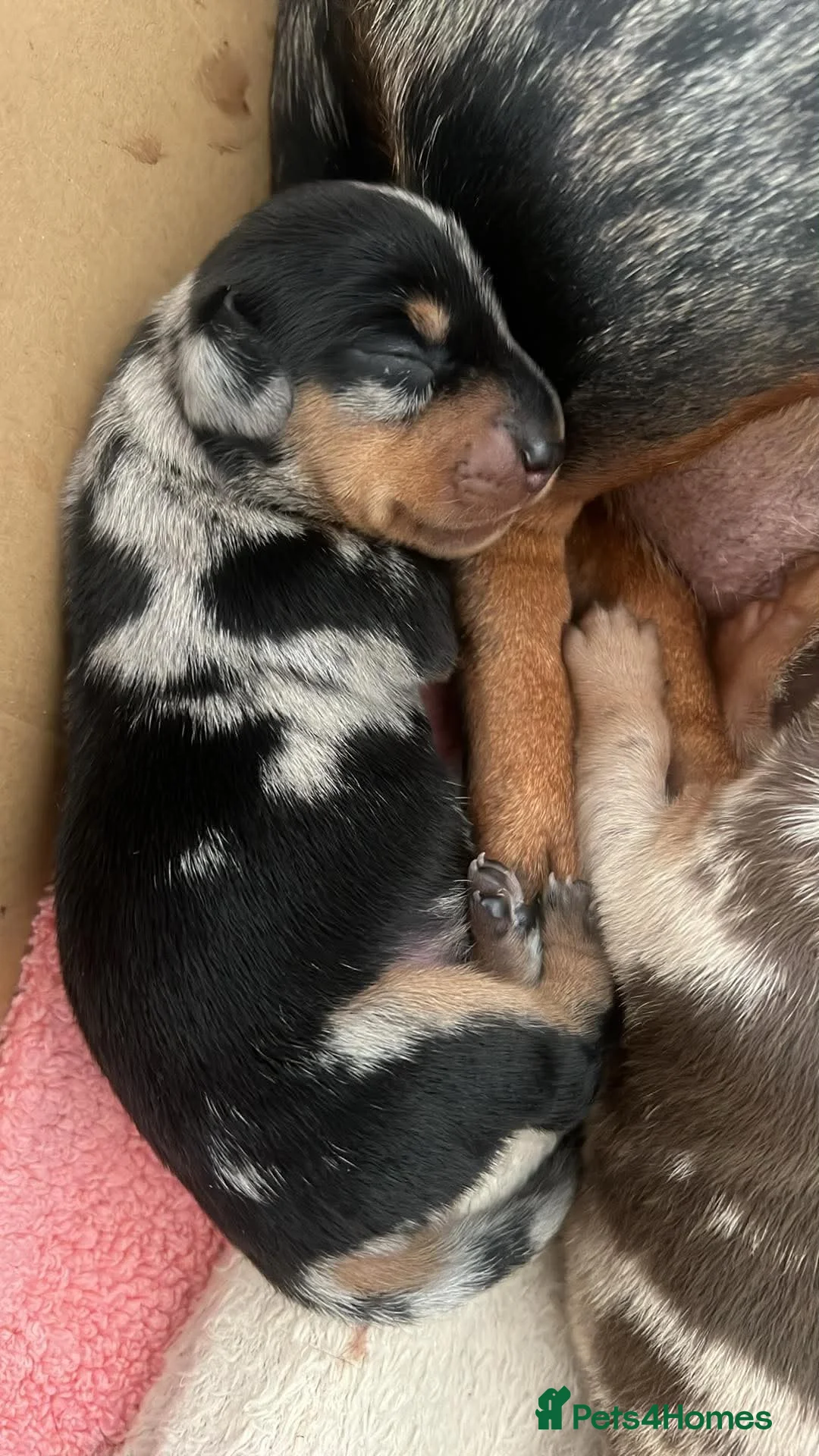Miniature Dachshund dogs for sale: Beautiful dapple pups  - Advert 2