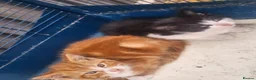 Mixed Breed cats for sale: 2 beautiful kittens - Advert 8