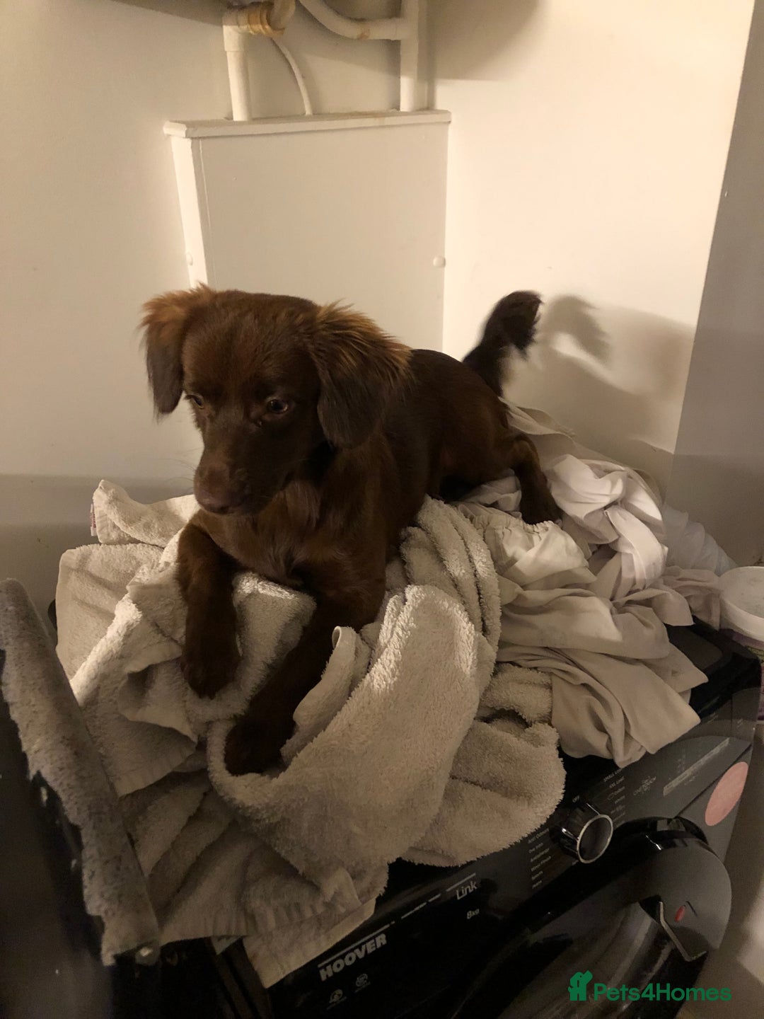 Mixed Breed dogs for sale: Pomeranian x Chihuahua puppies  - Advert 1