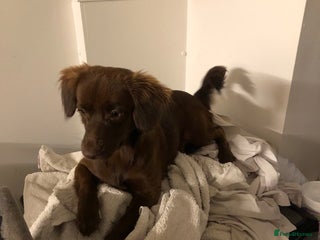 Mixed Breed dogs Pomeranian x Chihuahua puppies - Advert 5