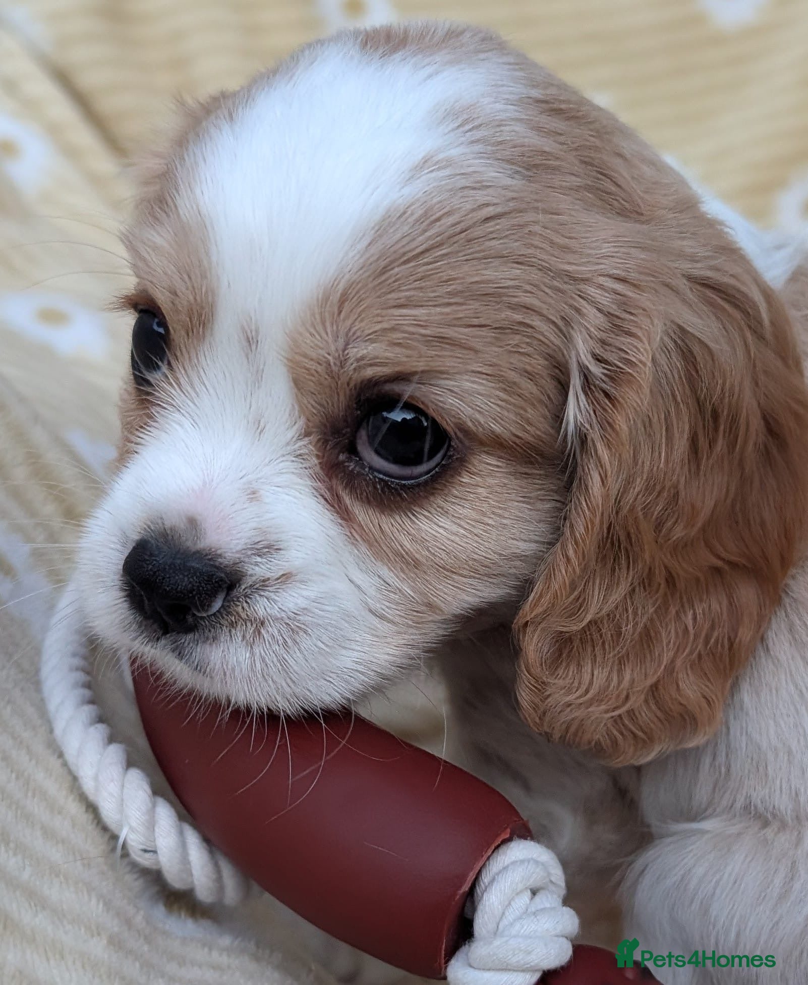 Cavalier King Charles Spaniel dogs *Two Boys Left!* Cavalier King Charles Puppies!  - Advert 1