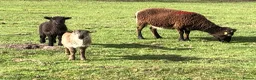 Sheep livestock for sale: Soay lambs - Advert 2