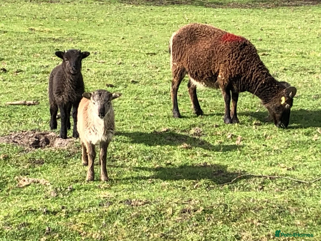 Sheep livestock for sale: Soay lambs - Advert 2