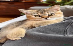 British Shorthair cats for sale: NY25 Golden British Shorthair kitten for sale.  - Image 4