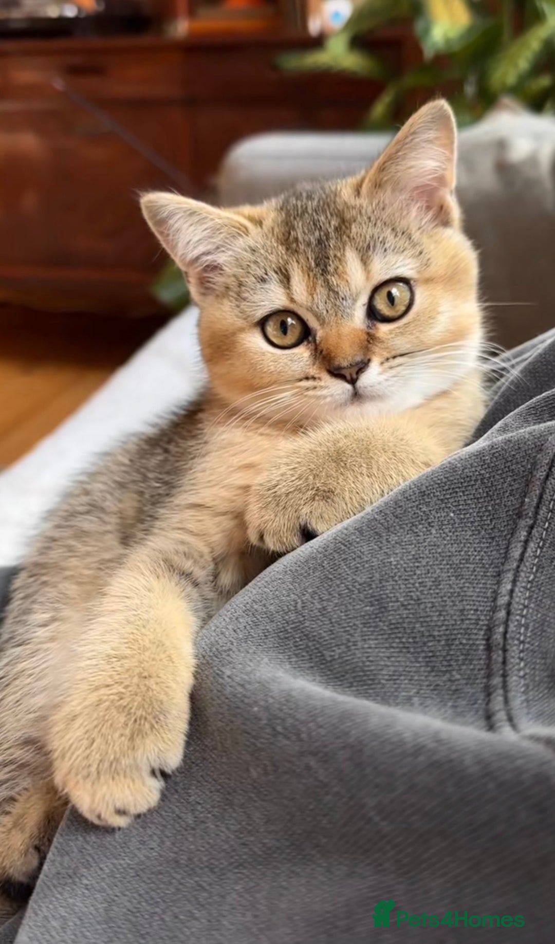 British Shorthair cats for sale: NY25 Golden British Shorthair kitten for sale.  - Image 4