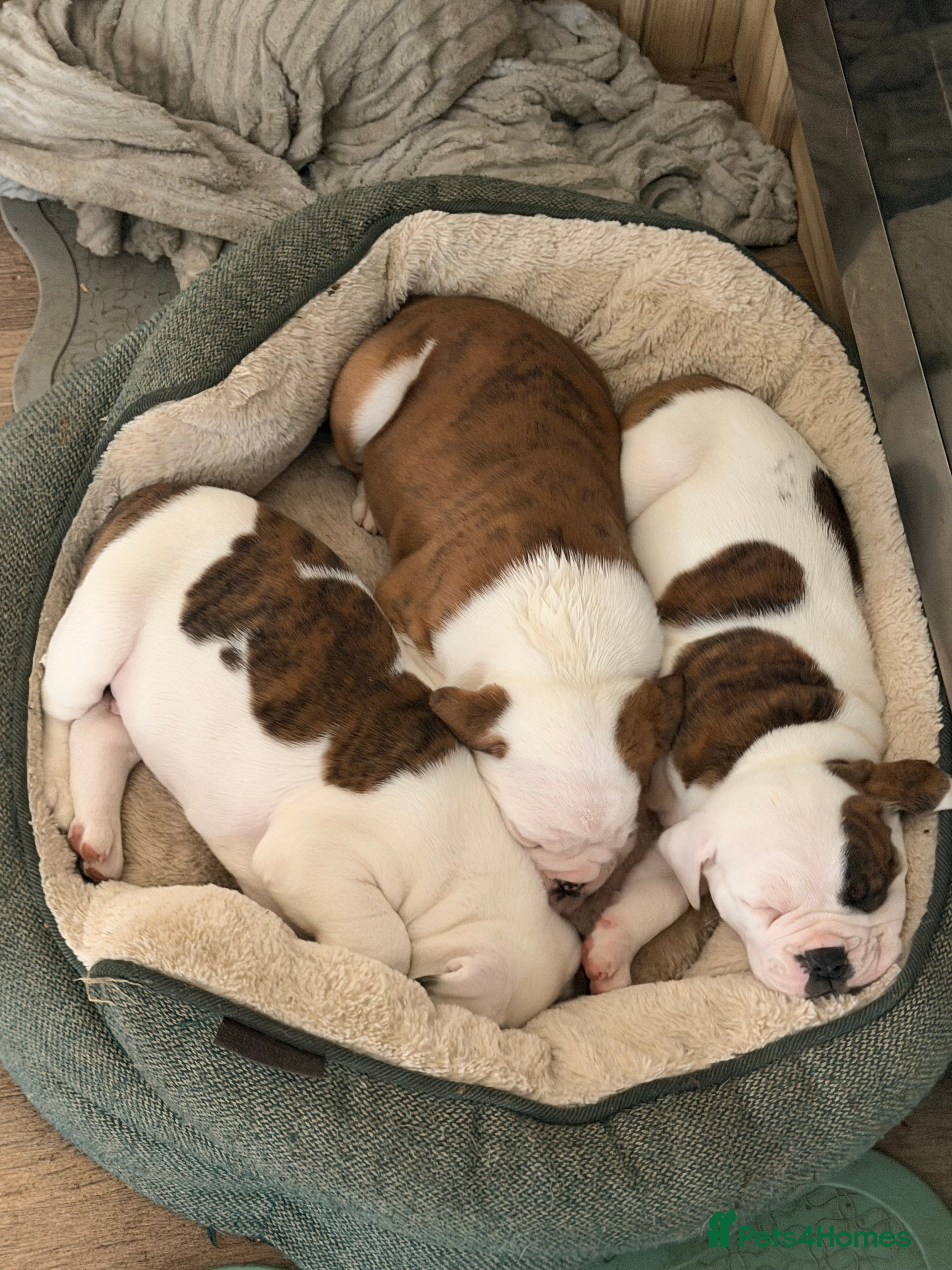 English Bulldog dogs Bulldogs  - Advert 18