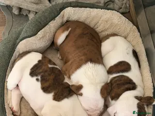 English Bulldog dogs Bulldogs - Advert 18