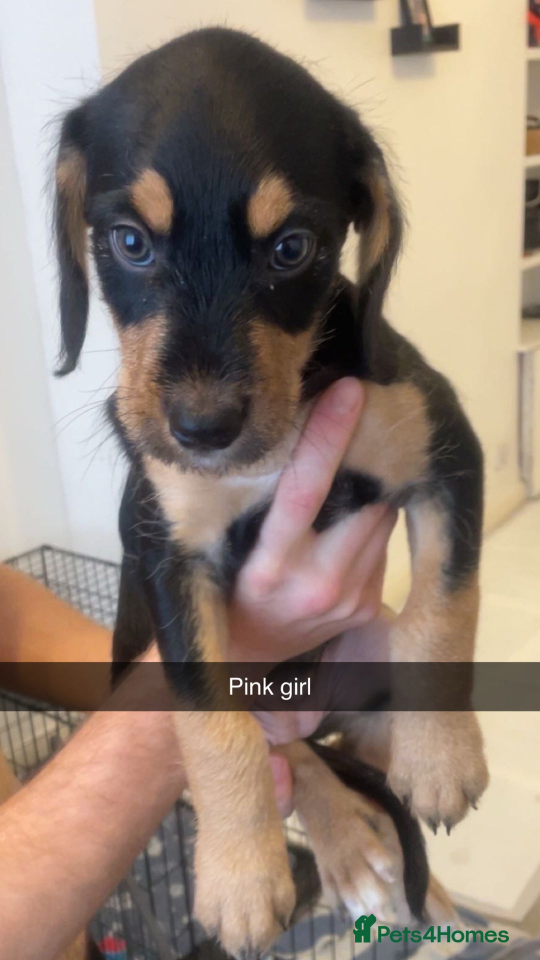 Mixed Breed dogs for sale: MIXED BREED PUPPIES NEEDING URGENT HOMES - Image 4