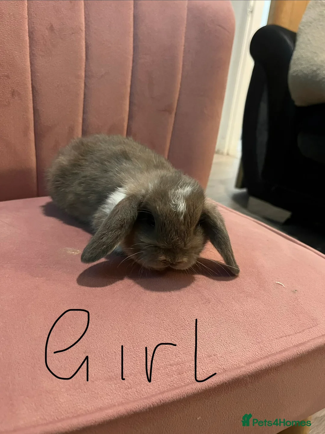 Mini Lop rabbits for sale: Mini lop - Advert 11