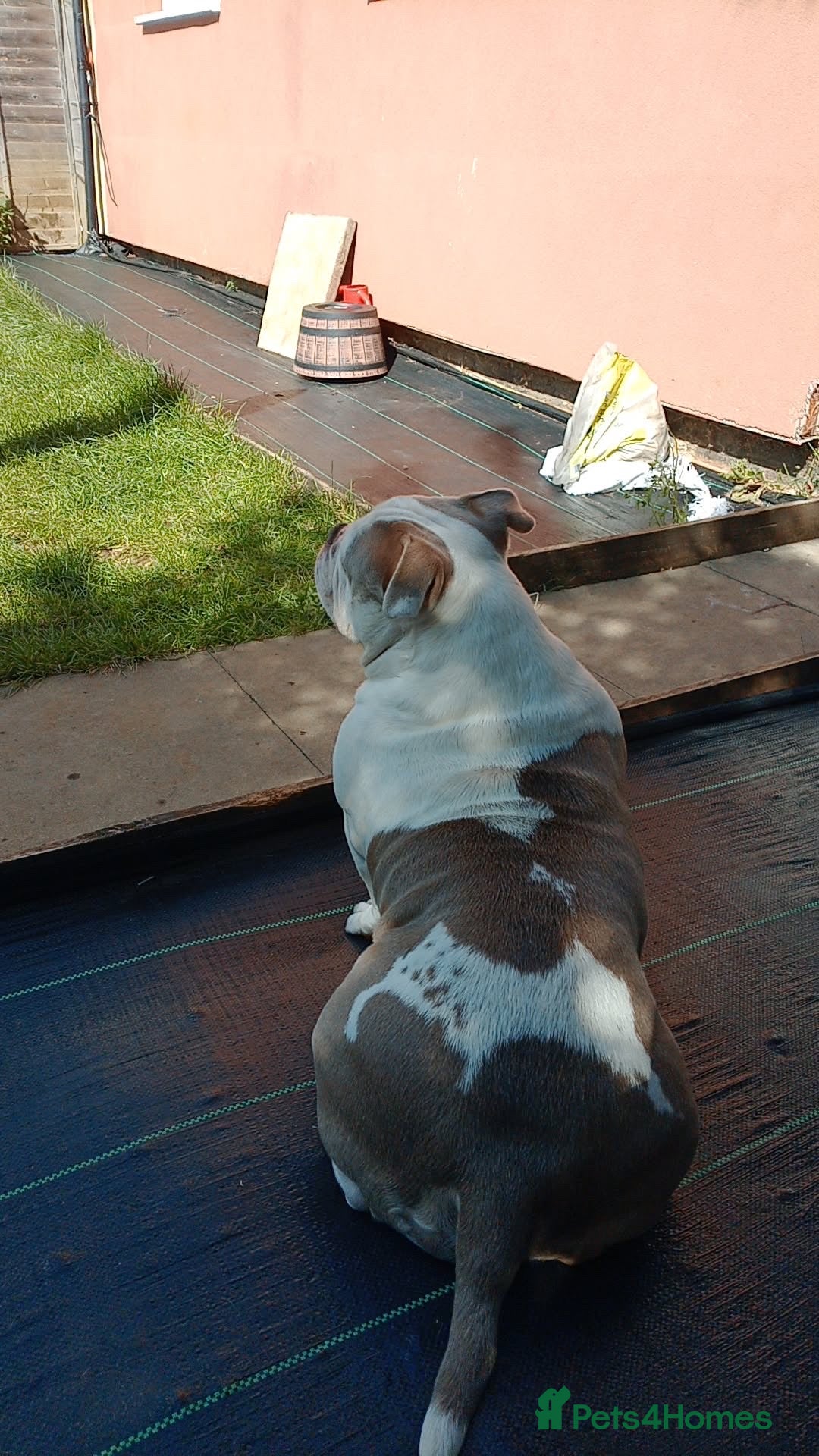 American Bully dogs for sale: MICRO POCKET BULLY  - Image 5