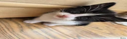 Mixed Breed cats for sale: 🐱 Cute Kittens for Sale 🐾  - Advert 3