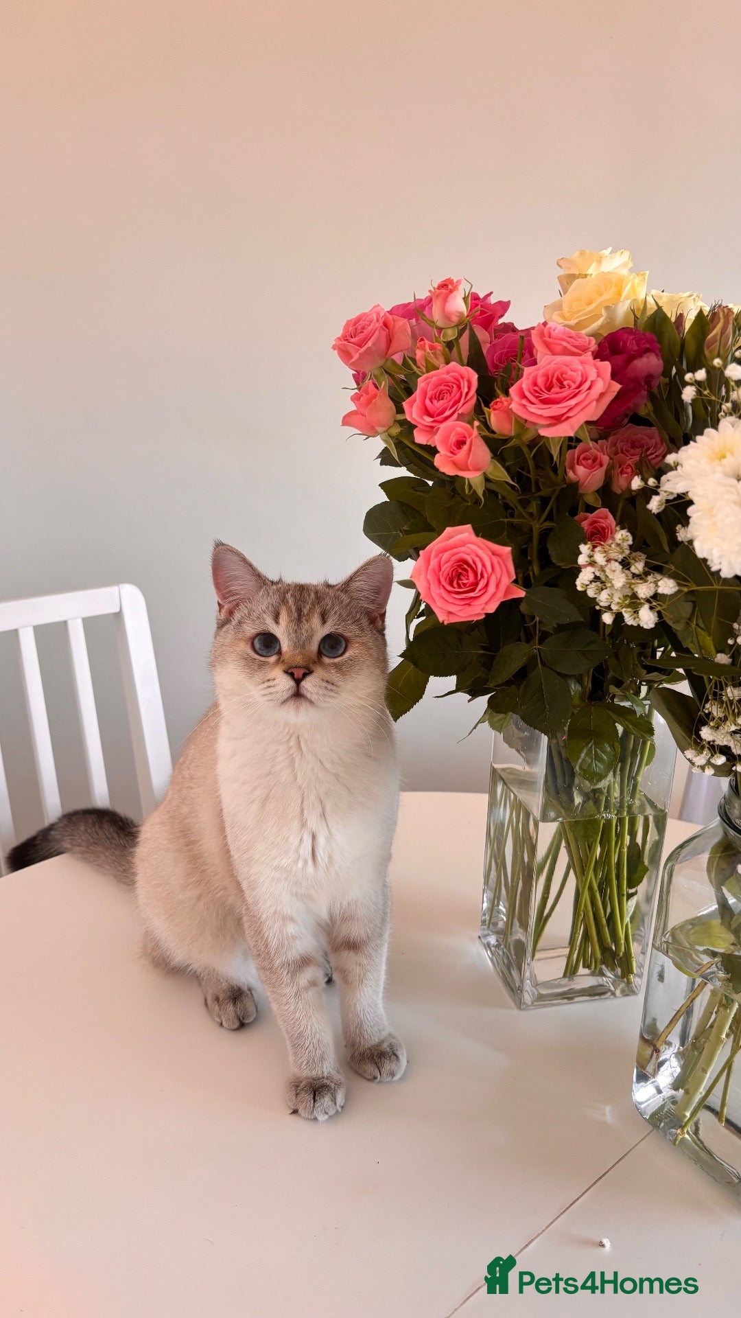 Mixed Breed cats British Short Hair & Scottish Fold - Advert 2
