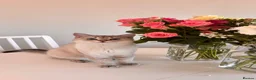 Mixed Breed cats for sale: British Short Hair & Scottish Fold - Advert 1