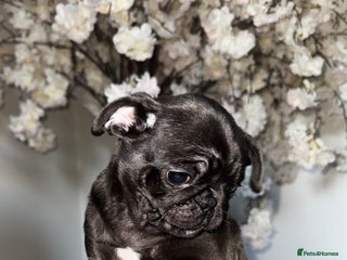 Pug dogs 1 LEFT MALE PUG PUPPIES, READY TO LEAVE - Advert 1