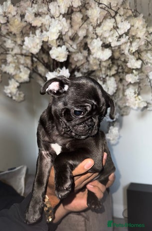 Pug dogs 1 LEFT MALE PUG PUPPIES, READY TO LEAVE - Advert 1