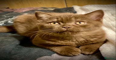 British Shorthair cats - Advert 13