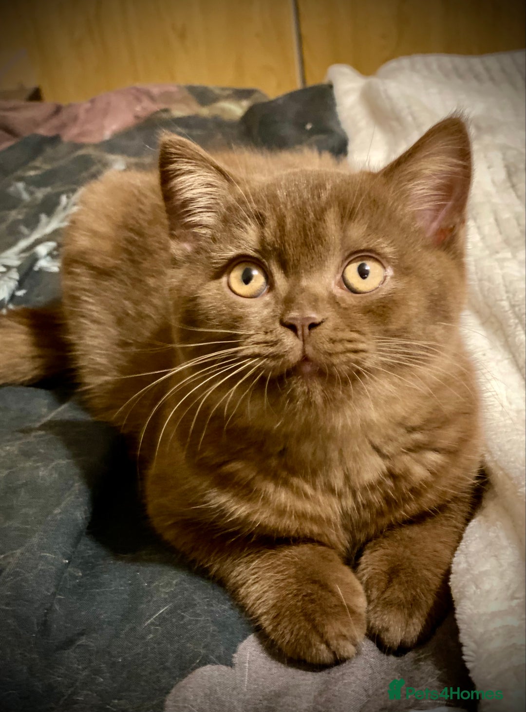 British Shorthair cats for sale: Champion line kittens  - Advert 3