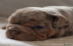English Bulldog dogs for sale: Dwkc englìsh bulldog puppies  - Image 27