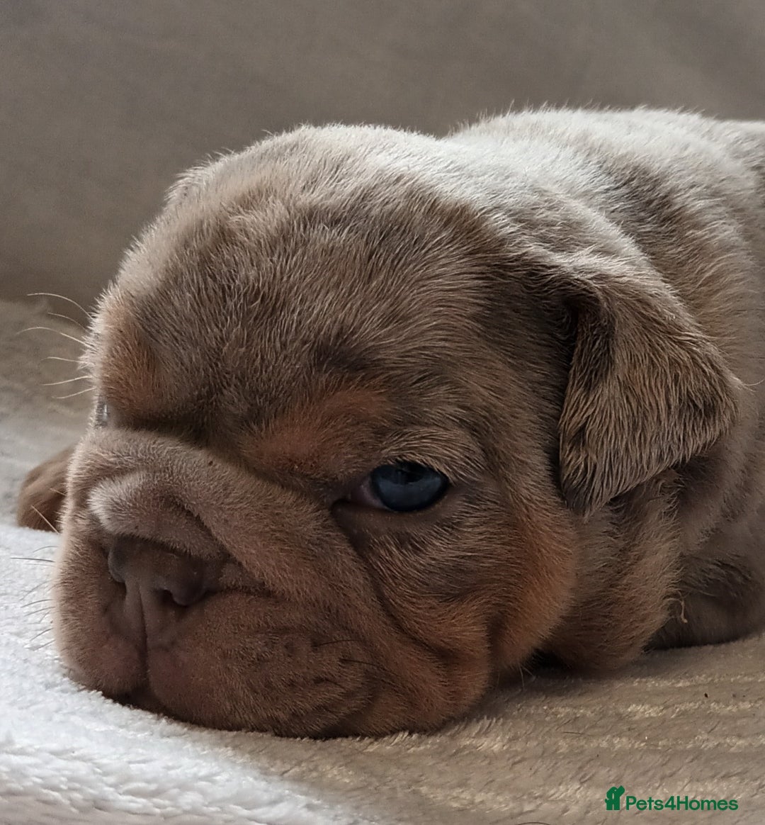 English Bulldog dogs for sale: Dwkc englìsh bulldog puppies  - Image 27
