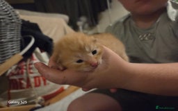 Domestic Shorthair cats for sale: 4 kittens for sale. - Image 7