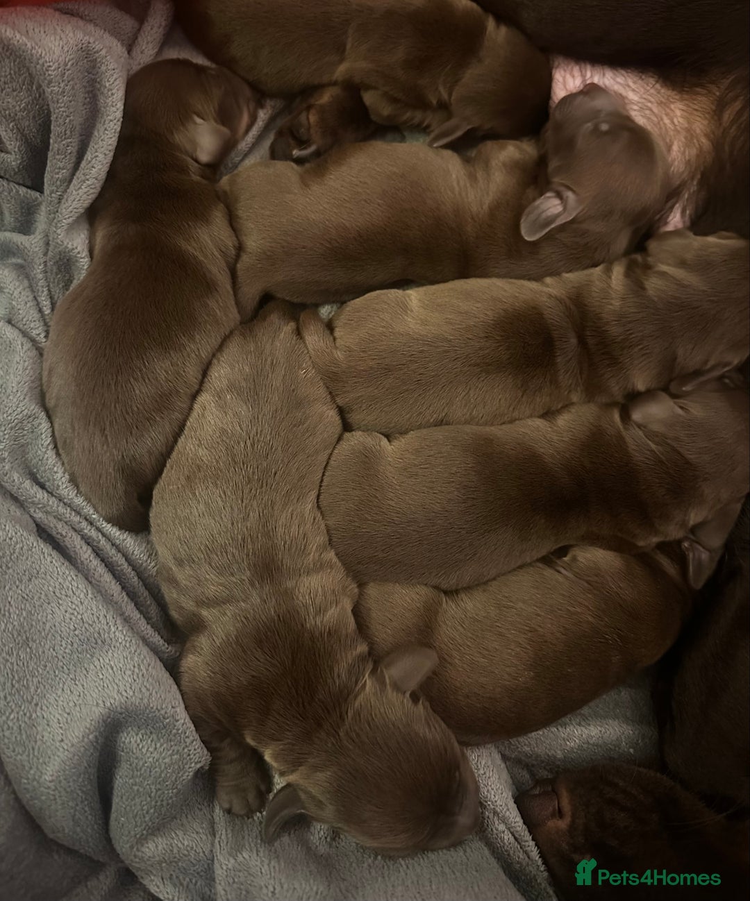 Miniature Dachshund dogs for sale: Beautiful mini dachshund puppies😍 - Image 2