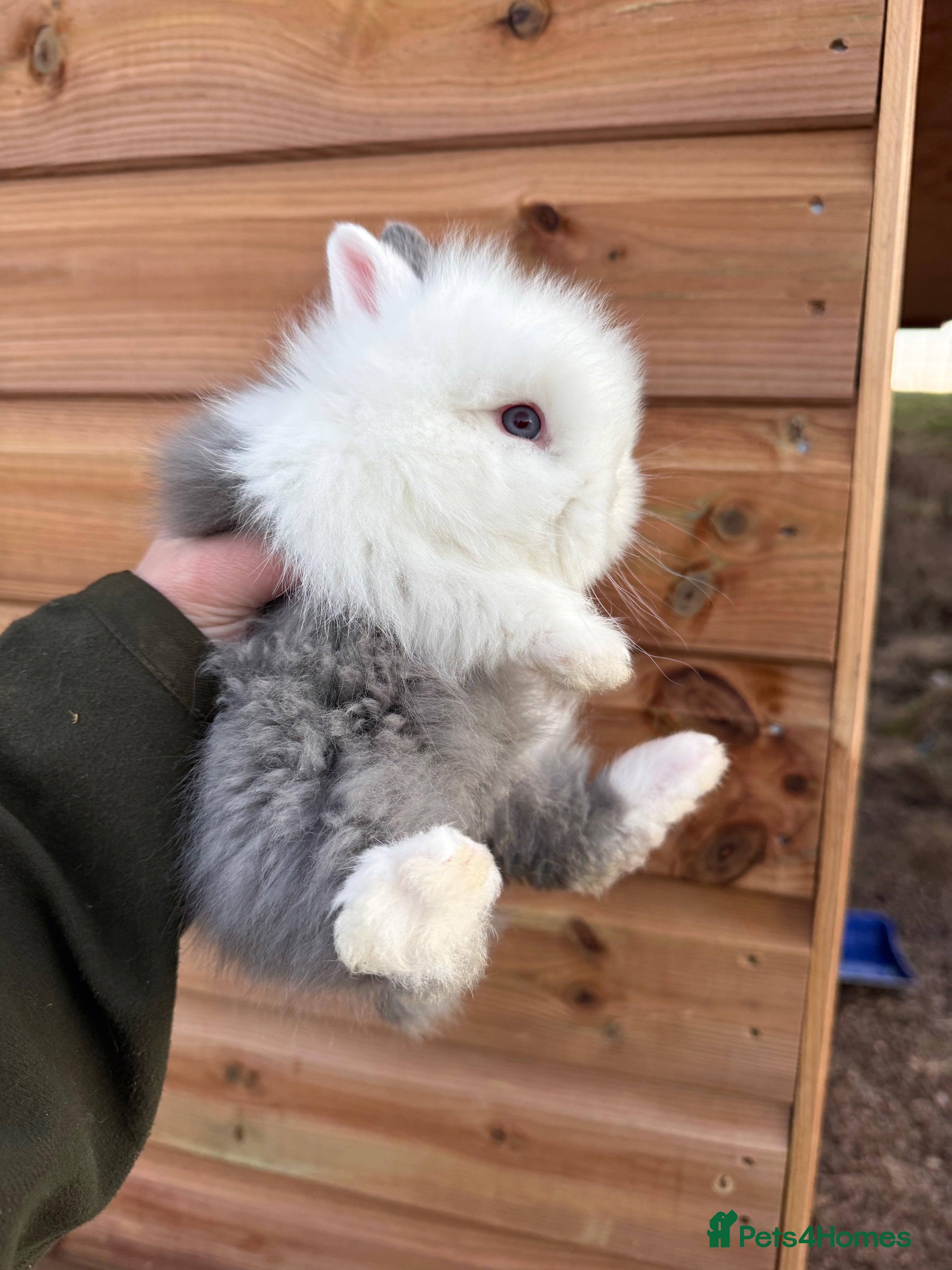 Lionhead rabbits Beautiful double mane Lionhead buns 🫶🏻 🐰 - Advert 15