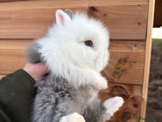 Lionhead rabbits Beautiful double mane Lionhead buns 🫶🏻 🐰 - Advert 14