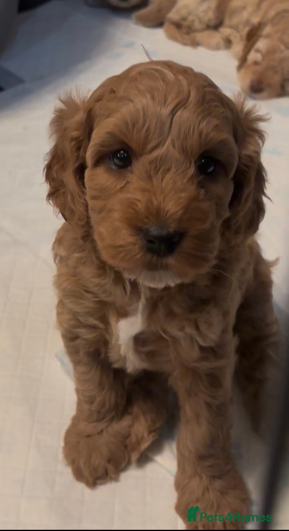 Cockapoo dogs 4 beautiful puppies left! - Advert 1