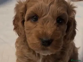 Cockapoo dogs 4 beautiful puppies left! - Advert 1