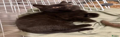 British Shorthair 4