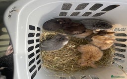 Lionhead rabbits for sale: Lionhead bunnies - Image 19
