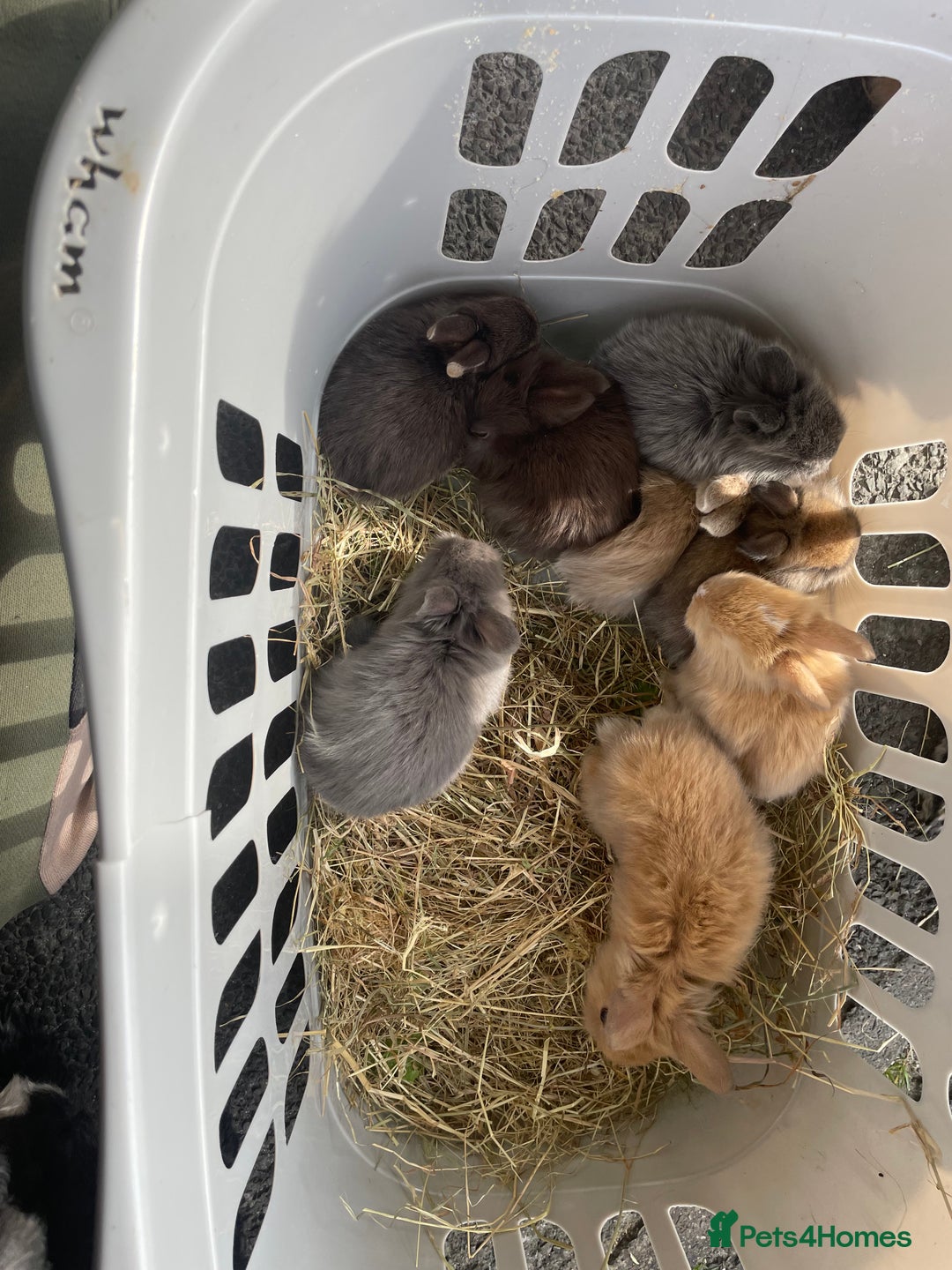 Lionhead rabbits for sale: Lionhead bunnies - Image 19