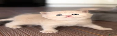 Scottish Fold 1