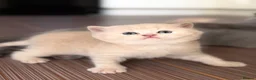 Scottish Fold cats for sale: Scottish fold kittens 🐾 - Advert 9