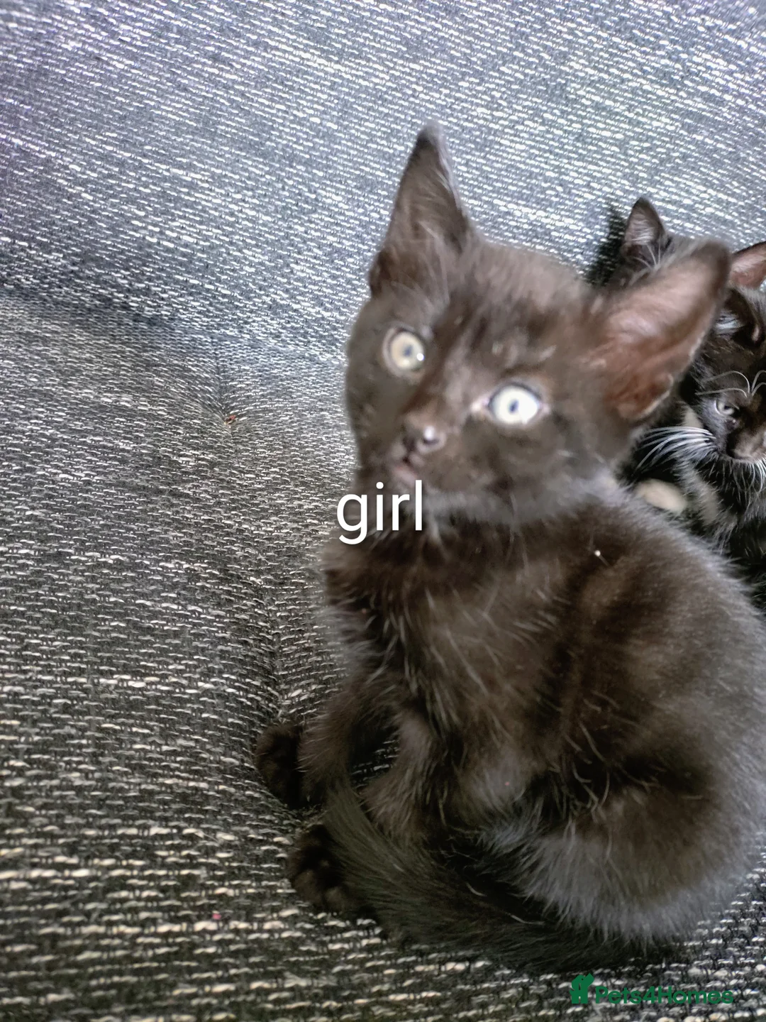 Mixed Breed cats for sale: Kittens - Advert 2