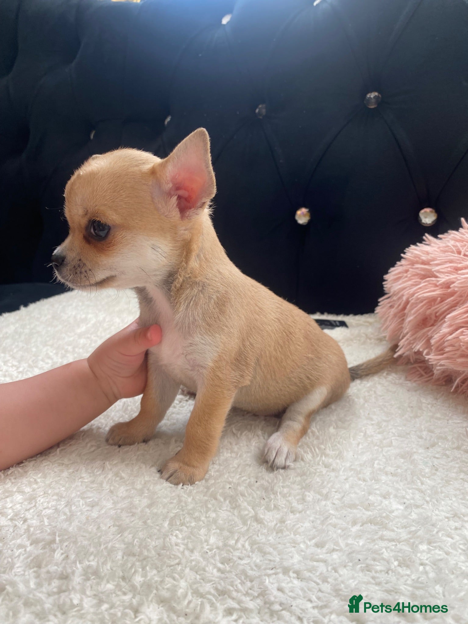 Chihuahua dogs Chihuahua puppies 1 girl🩷 - Advert 16