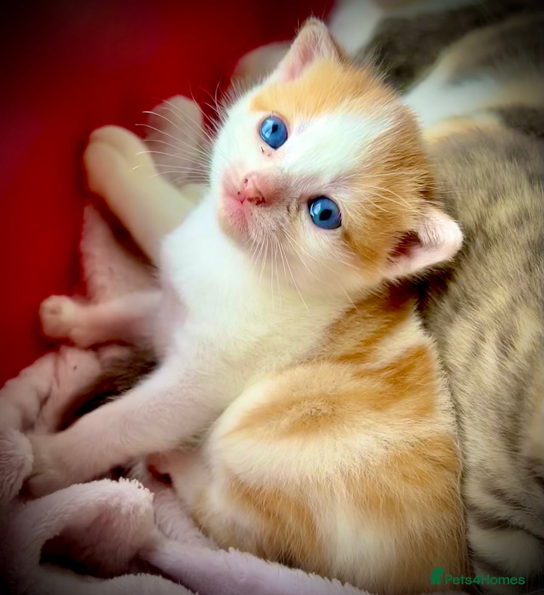 Mixed Breed cats for sale: Kittens.. Ready to reserve.  - Image 7