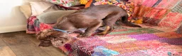 Mixed Breed dogs for sale: GORGEOUS COCKER SPANIEL X BORDER COLLIE PUP - Advert 3
