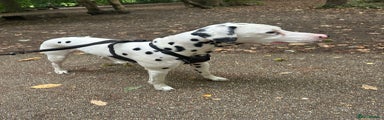 Dalmatian Puppy 1