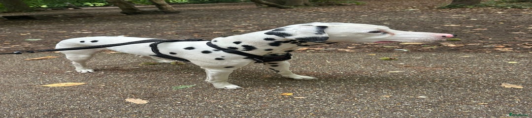 Dalmatian Puppy 1