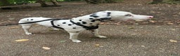 Dalmatian dogs for sale: 1 year old Male Dalmation  - Advert 2