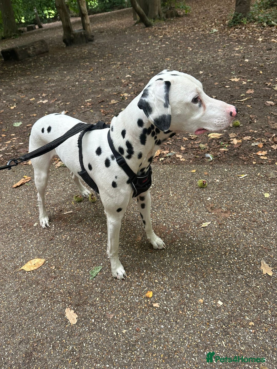Dalmatian dogs for sale: 1 year old Male Dalmation  - Image 2