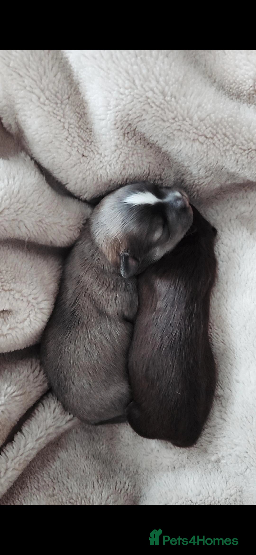 Chihuahua dogs for sale: Adorable Chihuahua Boy Puppies – Ready Soon - Image 5