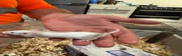 Mouse rodents for sale: Baby mice ready 1st June - Advert 8
