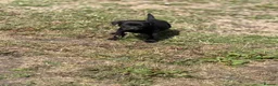Labrador Retriever dogs for sale: 7 gorgeous kc Labrador puppies - Advert 23