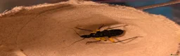 Beetles invertebrates for sale: White spot assassin nymphs (Platymeris biguttatus) - Advert 4