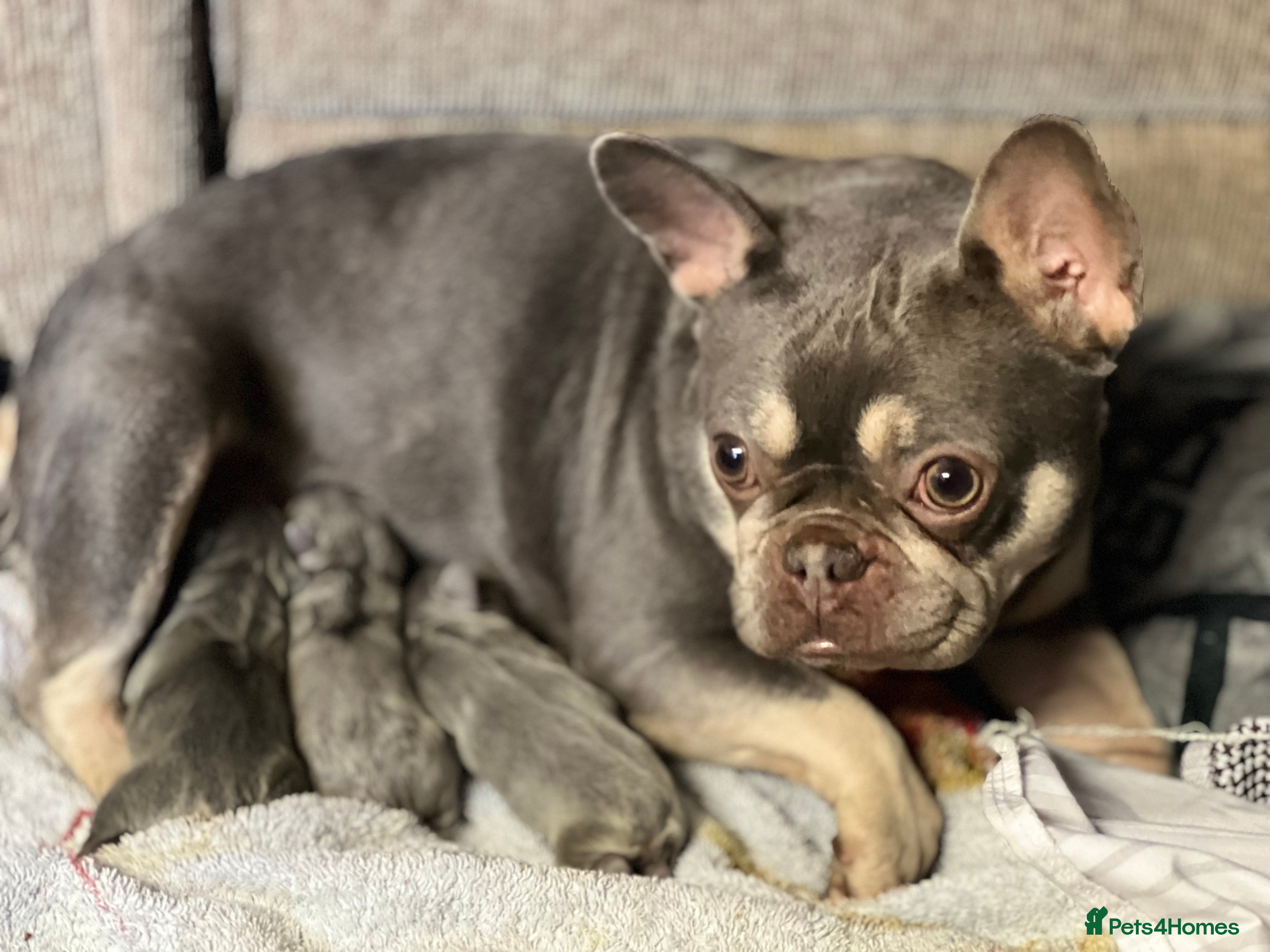 French Bulldog dogs Adorable French Bulldog puppies - Advert 1